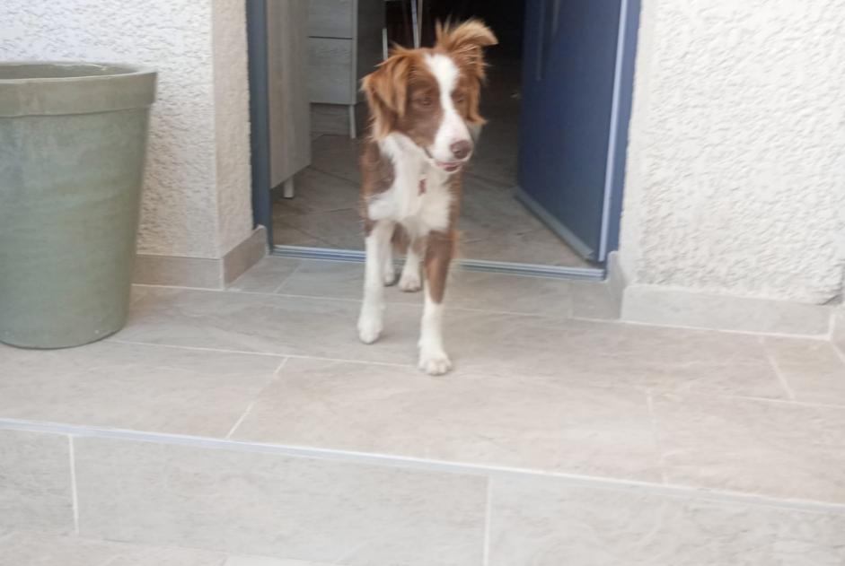 Alerte Disparition Chien  Femelle , 2 ans Bompas France